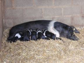 piglets.jpg