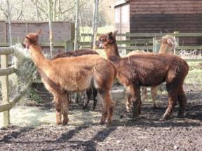 alpacas 1.jpg