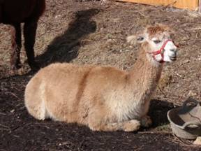 alpacas 2.jpg
