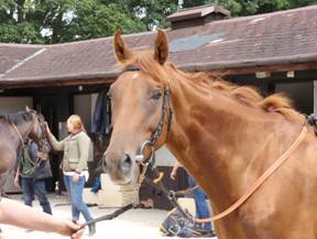 Colin - Flemensfirth gelding unnamed.jpg