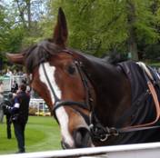 Sandown Park 25 Apr 09 Kauto 2 red.jpg