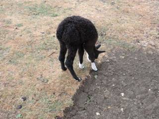 Mums l.jpg