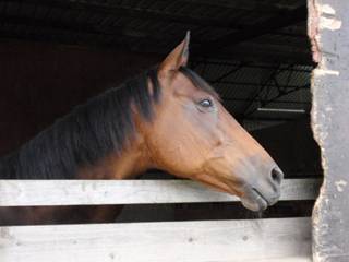 p.jpg