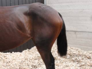 11 Kilbricken Storm tail.jpg