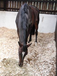 19 Kauto The King.jpg