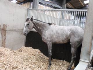 37 My Lady Grey.jpg