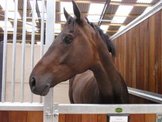 103 Unnamed 'Oscar' gelding.jpg