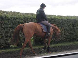 o Gallops.jpg