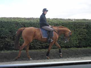 q Gallops.jpg
