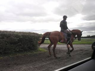 t Gallops.jpg