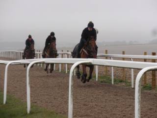 Y Gallops.jpg