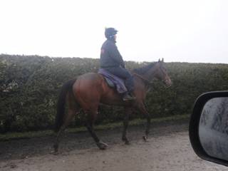 Z2 Gallops.jpg