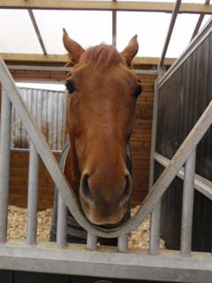 Pride of Pemberley 8.jpg