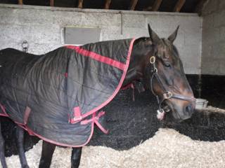 92 NH Sprinter Sacre.jpg