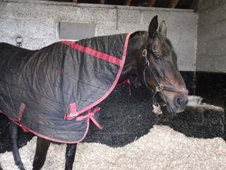 93 NH Sprinter Sacre (2).jpg