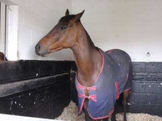 48 WG Shantou Bob.jpg
