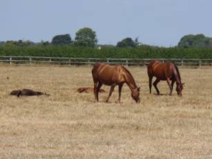 Mare & foal 3.jpg