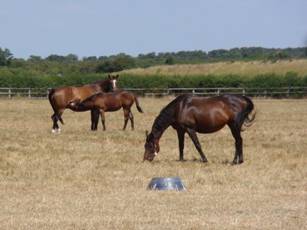 Mare & Foal 4.jpg