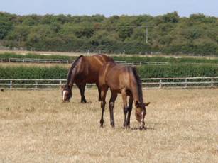 Mare & Foal 6.jpg