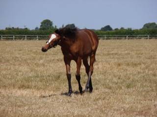 Mare & Foal 8.jpg