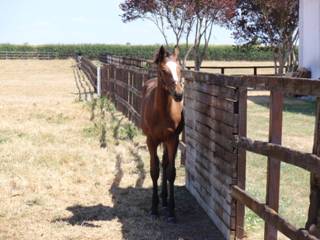 Mare & foal 14.jpg