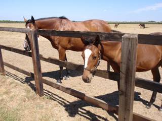 Mare & foal 15.jpg