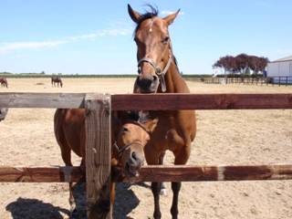 Mare & foal 16.jpg
