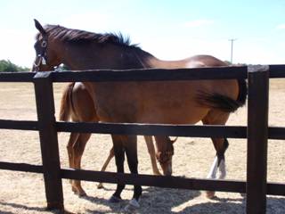Mare & Foal 18.jpg