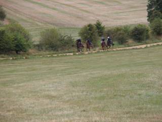Gallops 1.jpg