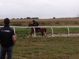 Gallops 3.jpg