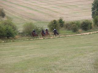 Gallops 10.jpg
