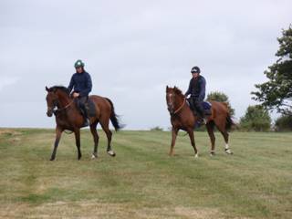 Gallops 19.jpg
