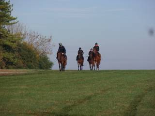 e Gallops.jpg