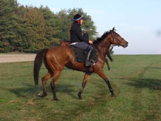 p Gallops Champas.jpg
