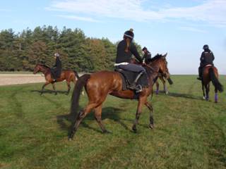 y Gallops Champas etc.jpg