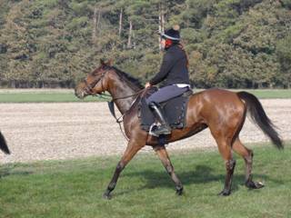 z2 Gallops Champas.jpg