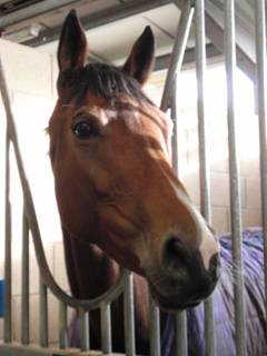 b Stable Sensulano.jpg
