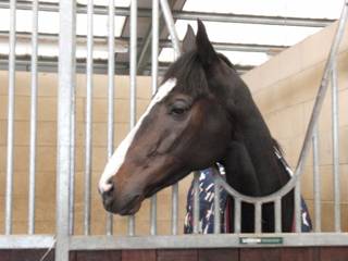 c Stable Authorized Too.jpg