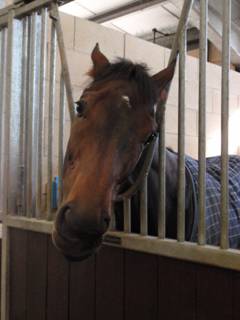 d Stable Gino Wotimean.jpg