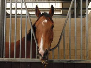 f Stable Another Drama.jpg
