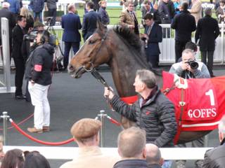 Goffs Sale 1.jpg