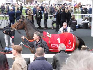 Goffs Sale 3.jpg