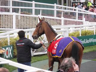 Goffs Sale 4.jpg