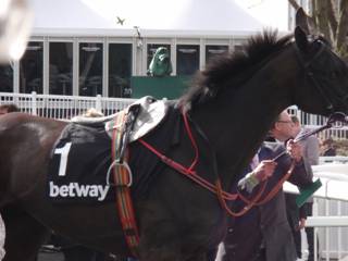 Race 6 g Alisier D'Irlande.jpg