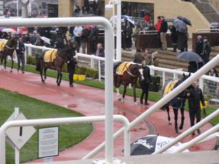 Race 1 c Pre-parade Ring.jpg