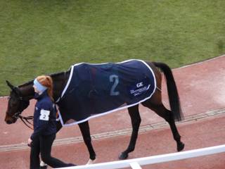 2 Sire Du Berlais 1.jpg