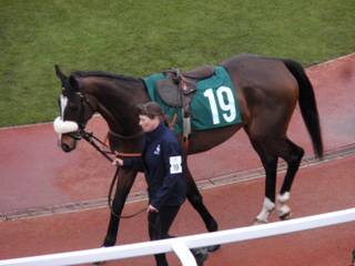 19 Bouvreuil 2.jpg