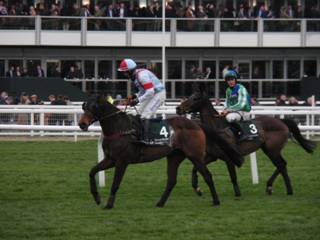 Race 5 l pulled up.jpg