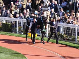 Sprinter Sacre 4.jpg