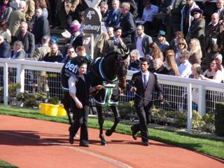 Sprinter Sacre 5.jpg